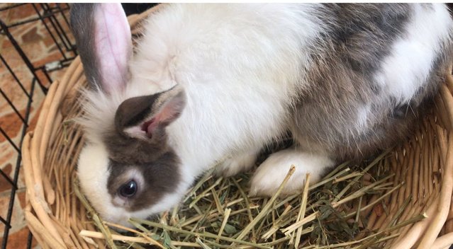 Baby  - Himalayan + American Rabbit