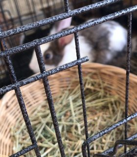 Baby  - Himalayan + American Rabbit