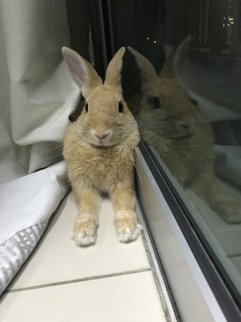 Fatty - Netherland Dwarf Rabbit