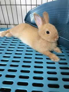 Fatty - Netherland Dwarf Rabbit