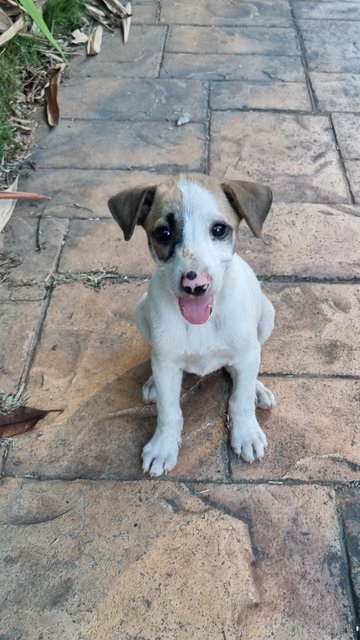 Puppy Need A Home - Mixed Breed Dog