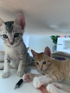 Leon And Leo - Domestic Short Hair Cat