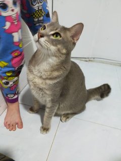 Arthur - Domestic Short Hair Cat