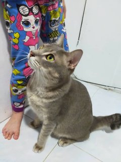 Arthur - Domestic Short Hair Cat