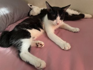 The Adorable Twins  - Domestic Medium Hair + Domestic Long Hair Cat