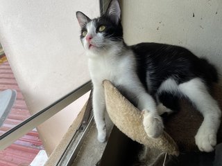 The Adorable Twins  - Domestic Medium Hair + Domestic Long Hair Cat