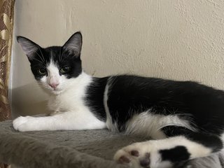 The Adorable Twins  - Domestic Medium Hair + Domestic Long Hair Cat