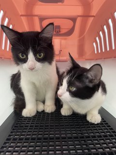 The Adorable Twins  - Domestic Medium Hair + Domestic Long Hair Cat