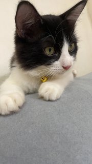 The Adorable Twins  - Domestic Medium Hair + Domestic Long Hair Cat