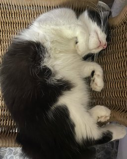 The Adorable Twins  - Domestic Medium Hair + Domestic Long Hair Cat