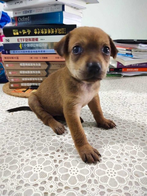 Rocky - Mixed Breed Dog