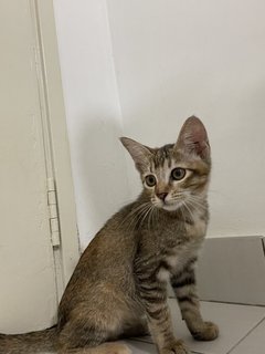 Oreo And Brownie  - Domestic Short Hair Cat