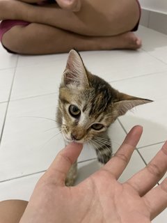 Oreo And Brownie  - Domestic Short Hair Cat