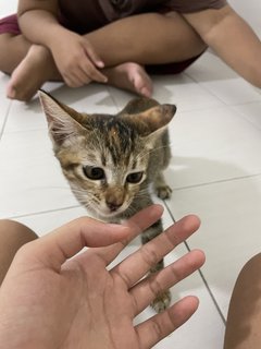 Oreo And Brownie  - Domestic Short Hair Cat