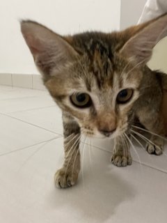 Oreo And Brownie  - Domestic Short Hair Cat