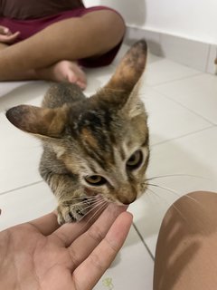 Oreo And Brownie  - Domestic Short Hair Cat