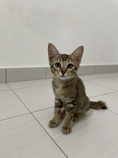 Oreo And Brownie  - Domestic Short Hair Cat