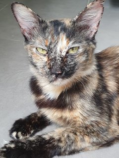 Fiona - Tortoiseshell + Domestic Medium Hair Cat