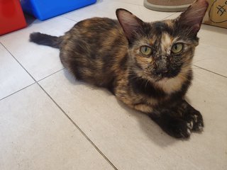 Fiona - Tortoiseshell + Domestic Medium Hair Cat