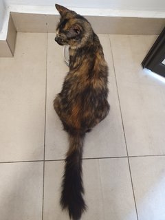 Fiona - Tortoiseshell + Domestic Medium Hair Cat