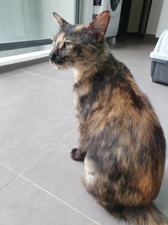 Fiona - Tortoiseshell + Domestic Medium Hair Cat