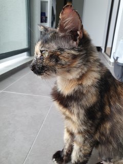 Fiona - Tortoiseshell + Domestic Medium Hair Cat