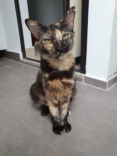 Fiona - Tortoiseshell + Domestic Medium Hair Cat