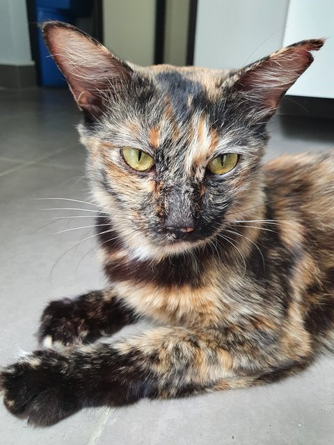 Fiona - Tortoiseshell + Domestic Medium Hair Cat