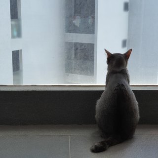 Guigui - Domestic Short Hair Cat