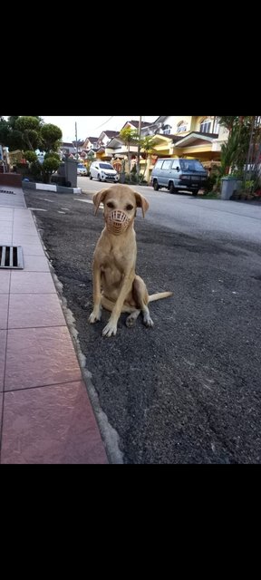 Puppy - Mixed Breed Dog