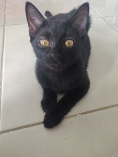 Harley - Domestic Short Hair Cat