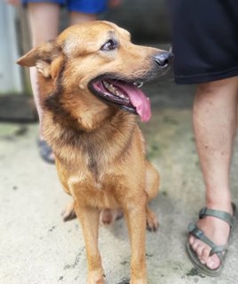 Kfc - German Shepherd Dog + Spitz Dog