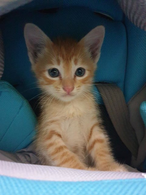 Ginger Boy - Tabby Cat