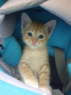 Ginger Boy - Tabby Cat