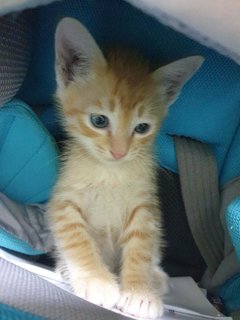 Ginger Boy - Tabby Cat