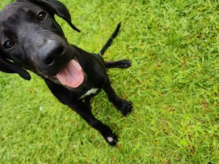 Poopie - Great Dane + Rhodesian Ridgeback Dog