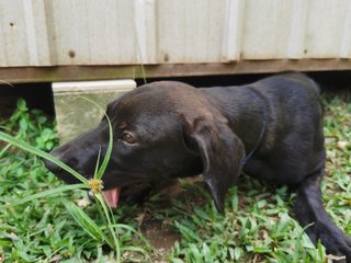 Poopie - Great Dane + Rhodesian Ridgeback Dog