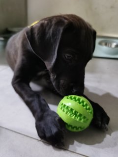 Poopie - Great Dane + Rhodesian Ridgeback Dog