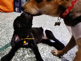 Poopie - Great Dane + Rhodesian Ridgeback Dog