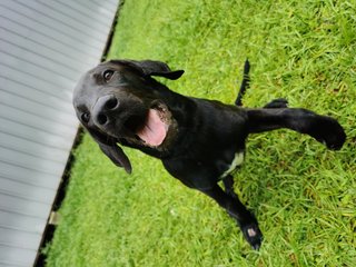 Poopie - Great Dane + Rhodesian Ridgeback Dog