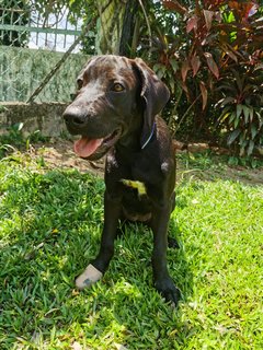 Poopie - Great Dane + Rhodesian Ridgeback Dog