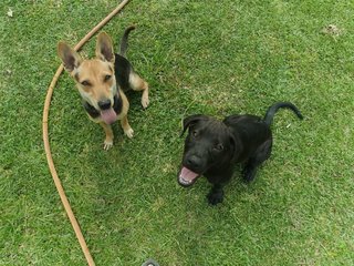 Poopie - Great Dane + Rhodesian Ridgeback Dog