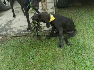 Poopie - Great Dane + Rhodesian Ridgeback Dog