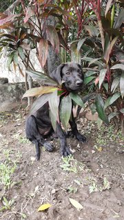 Poopie - Great Dane + Rhodesian Ridgeback Dog