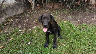 Poopie - Great Dane + Rhodesian Ridgeback Dog