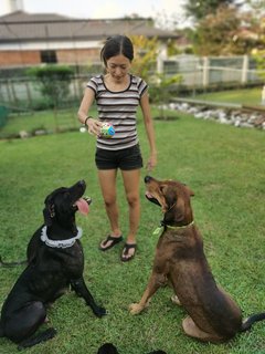 Poopie - Great Dane + Rhodesian Ridgeback Dog