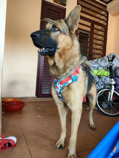 Bruno - German Shepherd Dog Dog