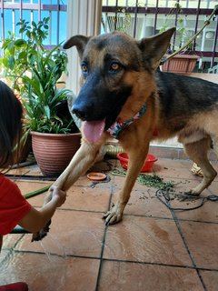 Bruno - German Shepherd Dog Dog