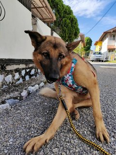 Bruno - German Shepherd Dog Dog