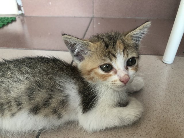 Choki - Domestic Medium Hair Cat